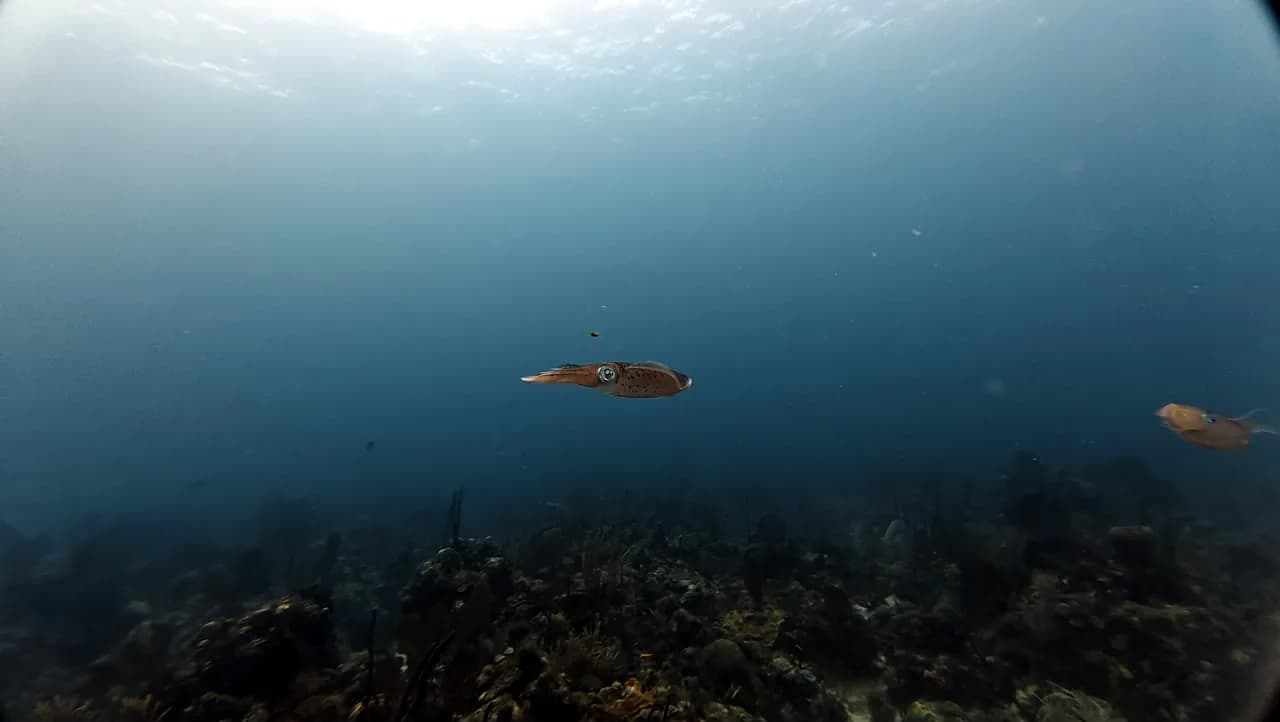 Open water over the Guaraguao reef