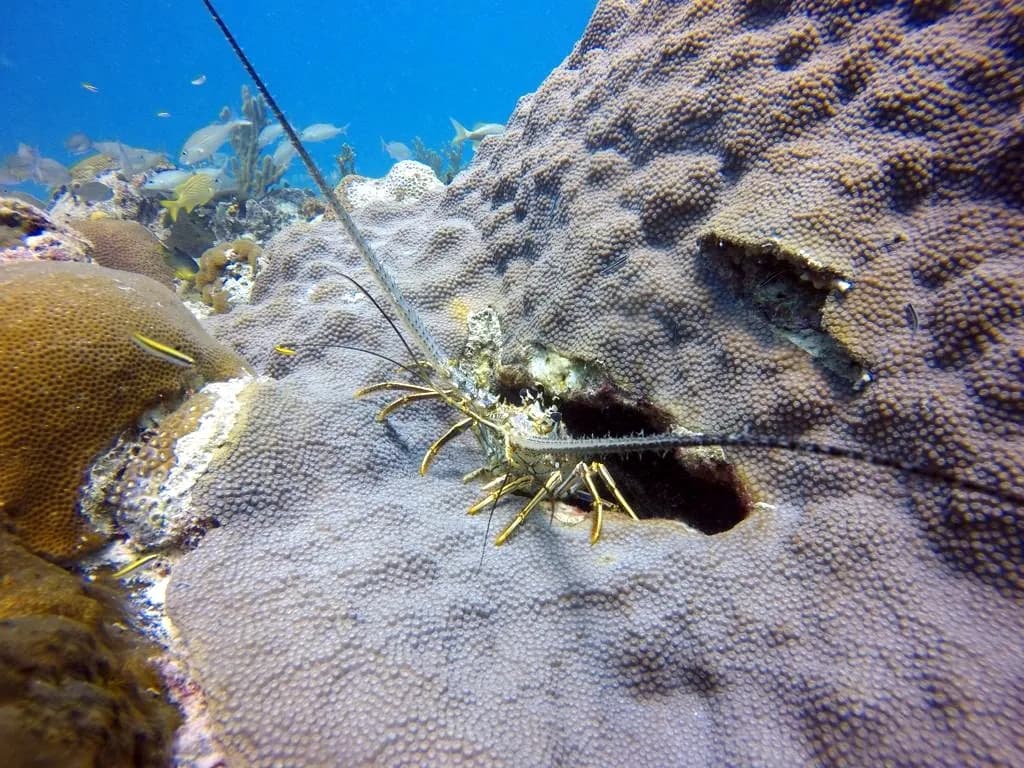 Caribbean spiny lobster in its den