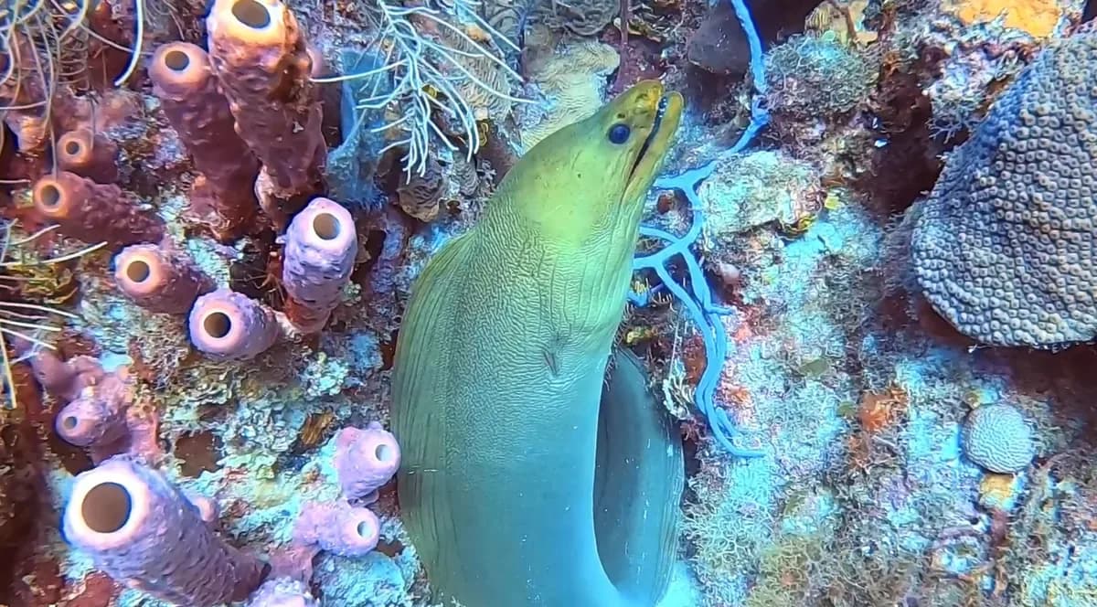 Moray eel among barrel sponges