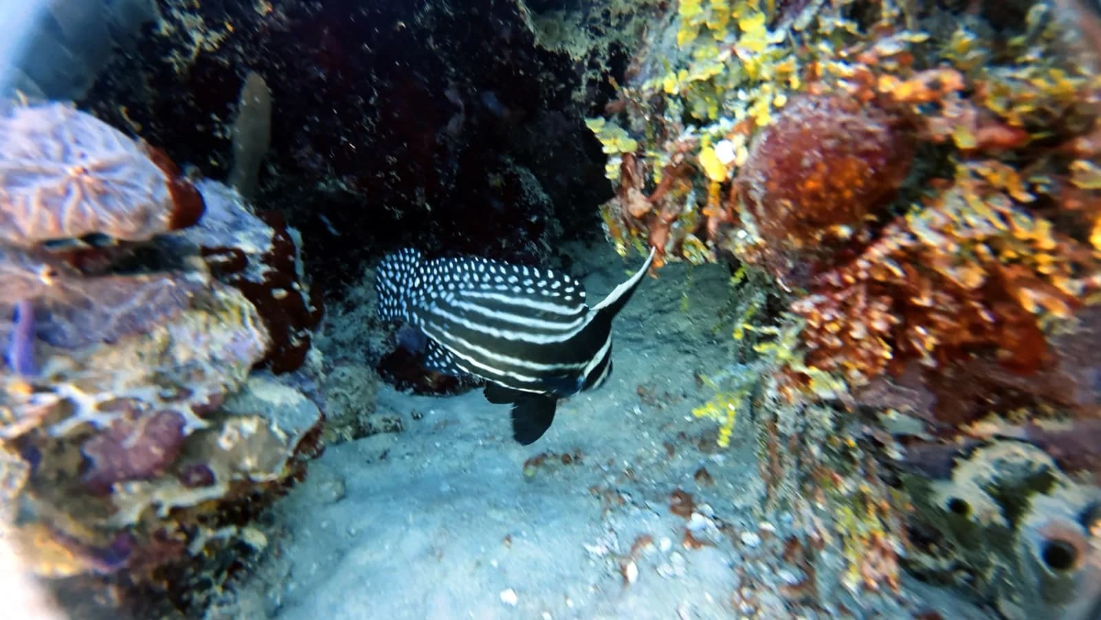 A spotted moray between the corals