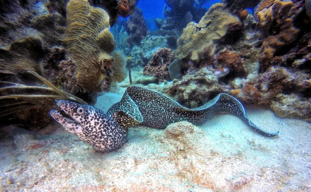 Moray eel among the coral
