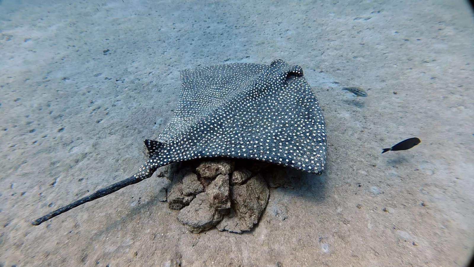 A stingray crossing the sculpture park