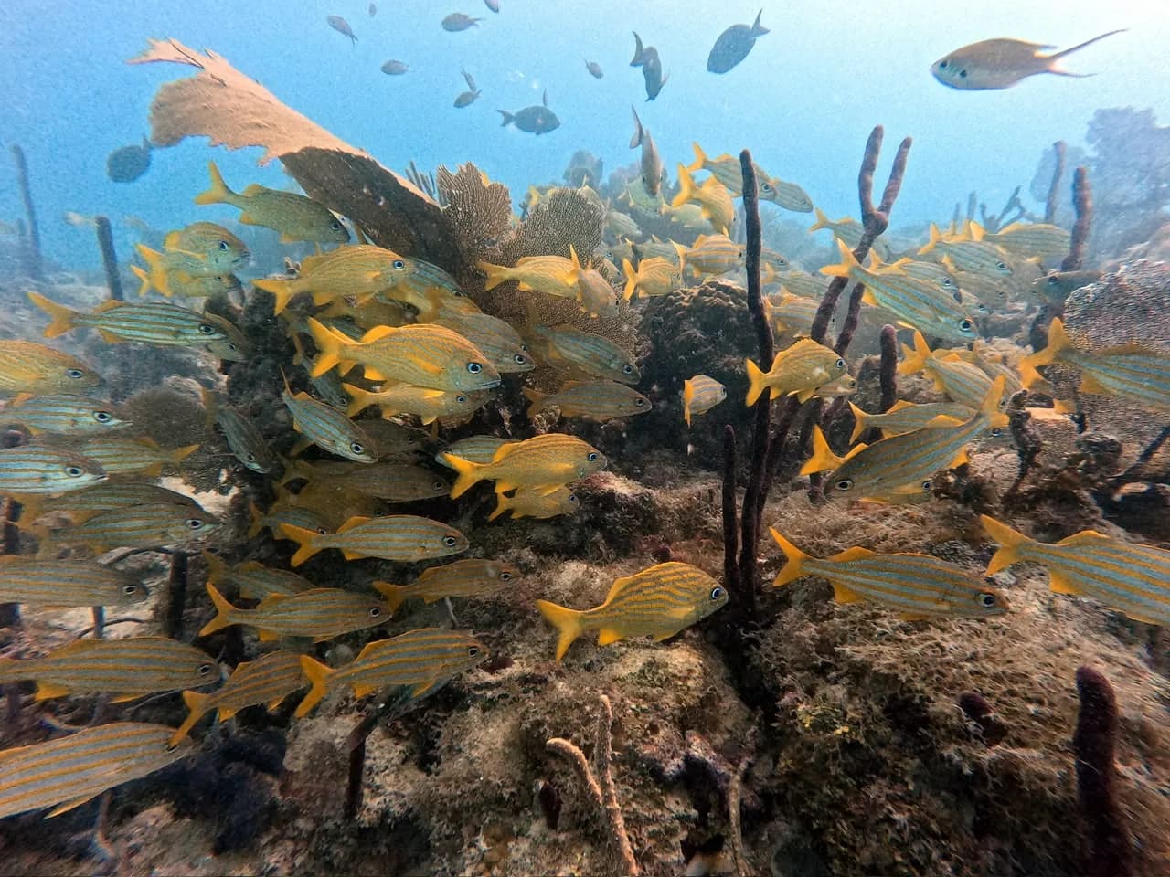 Grunts sheltering by the wreck