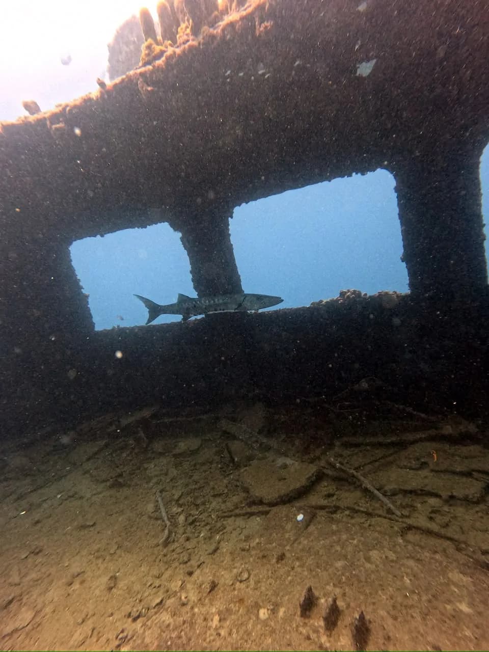 A nurse shark resting under the hull