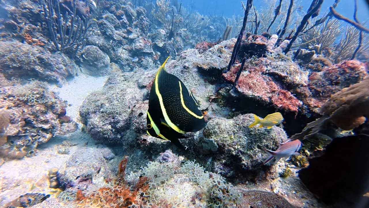 A French angelfish on the reef