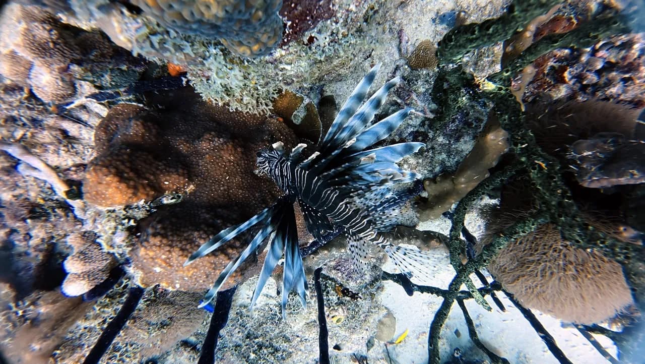 A lionfish among the sponges