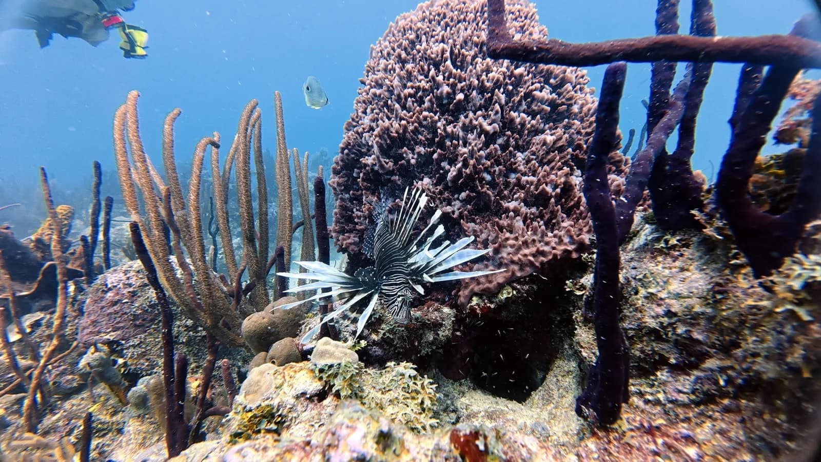 A lionfish sheltering under the coral