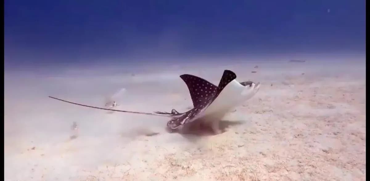 Stingray gliding over the seabed