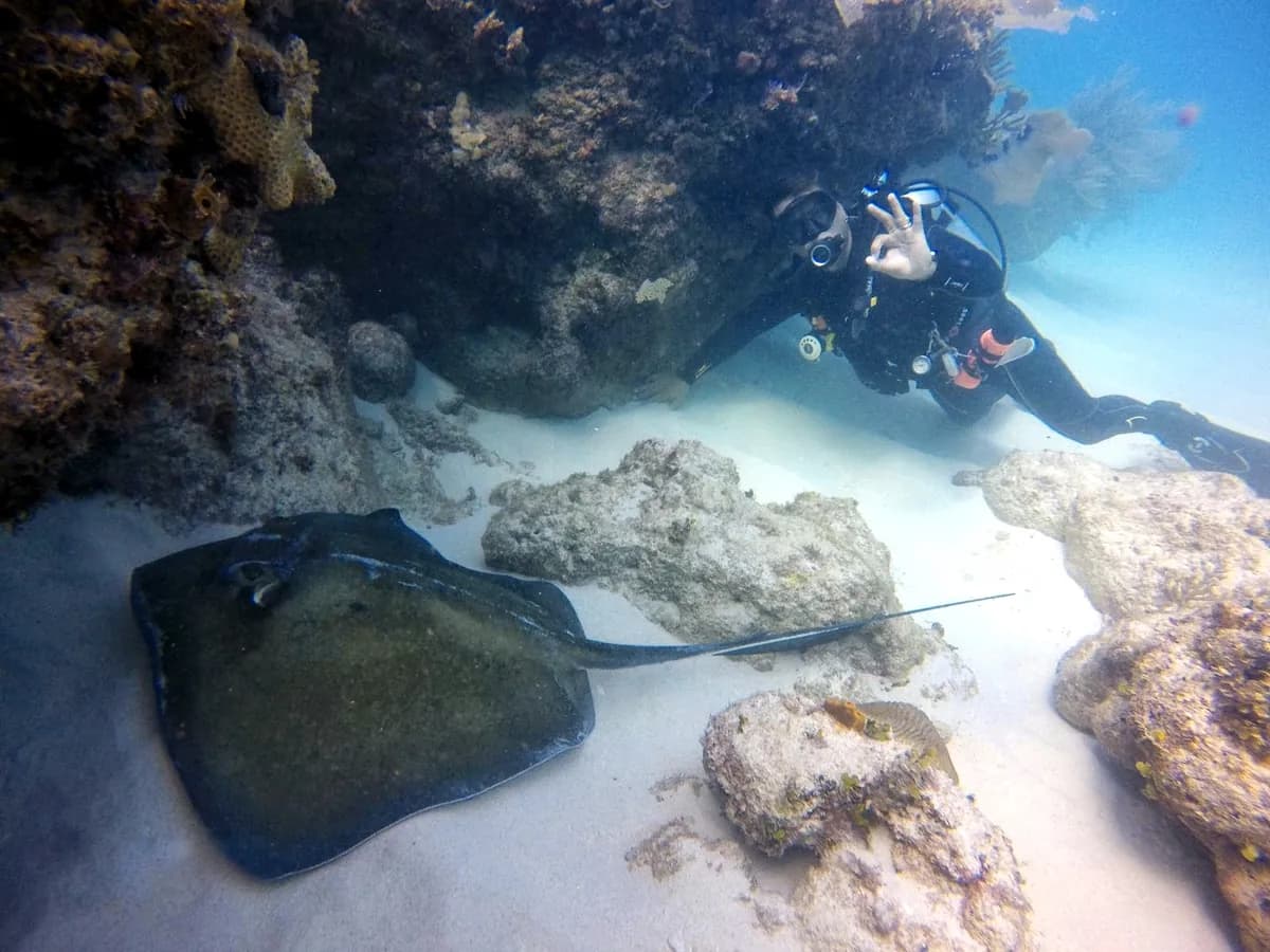 Diver watching a stingray