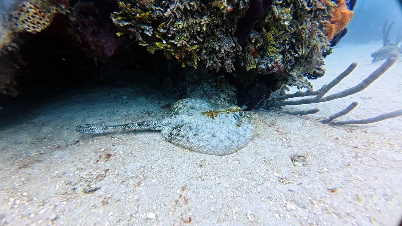 A stingray half buried under the coral