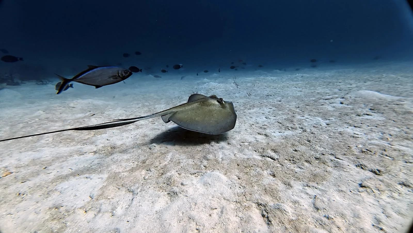 A stingray settled on the sandy bottom
