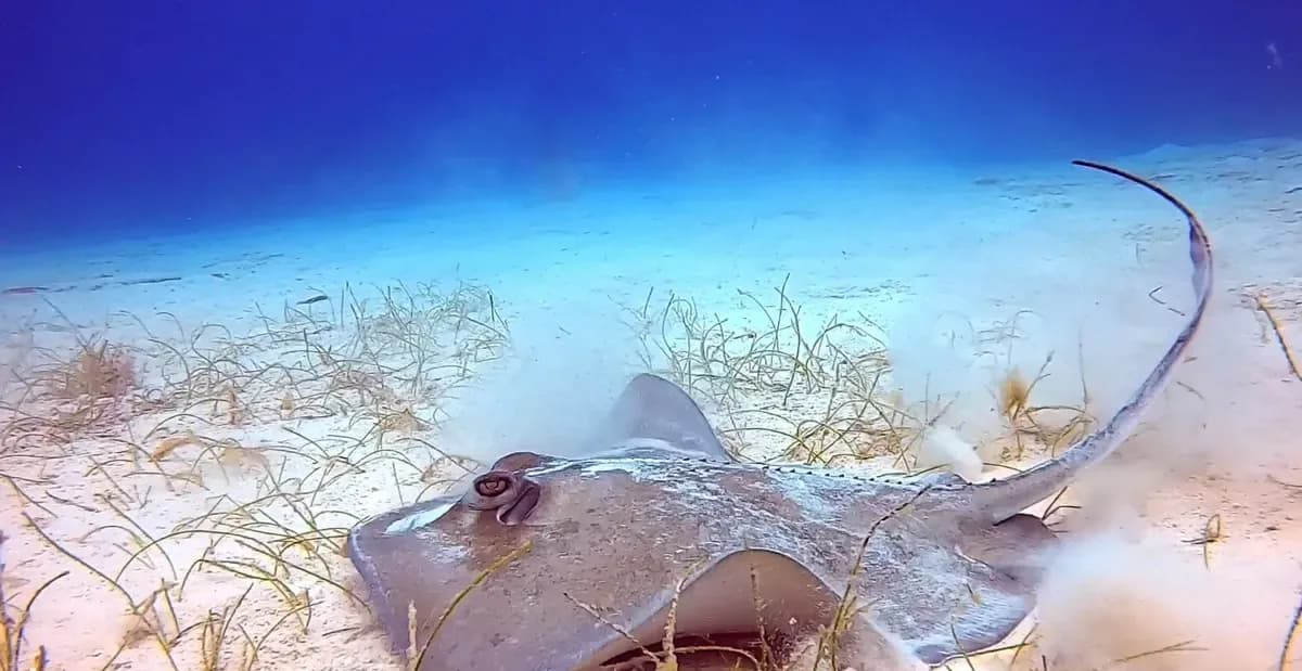 Southern stingray on the sand