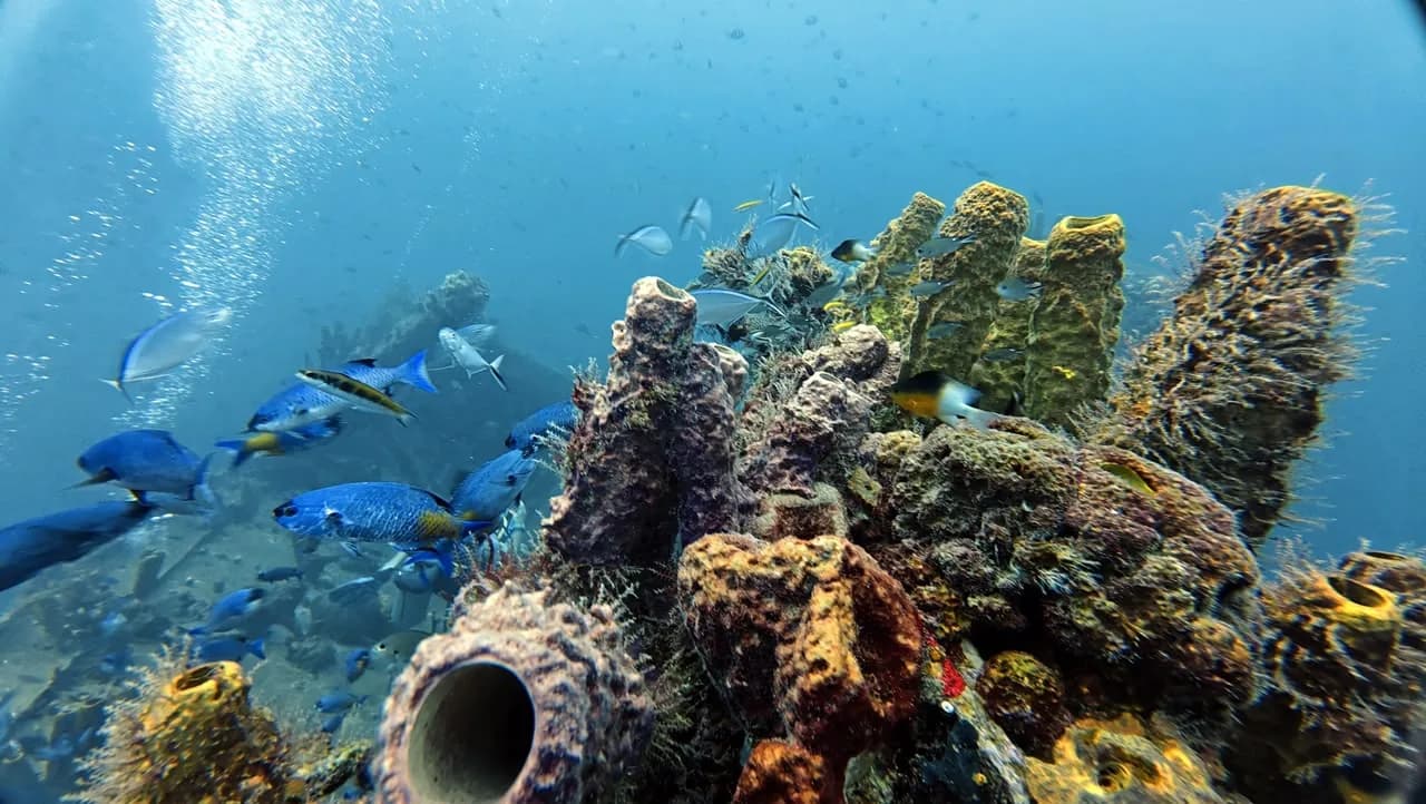 The wreck turned into reef