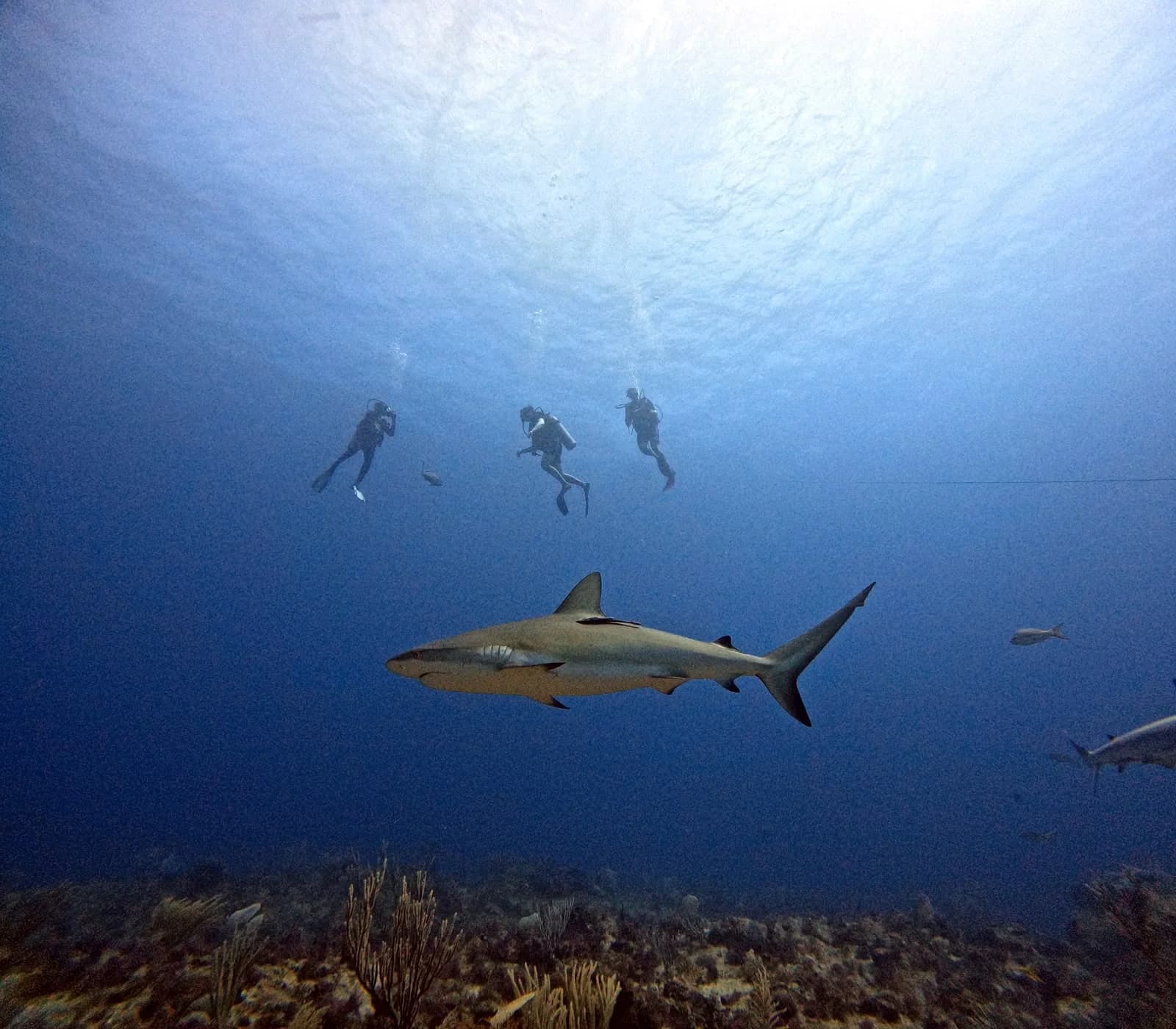 A reef shark passing under three divers