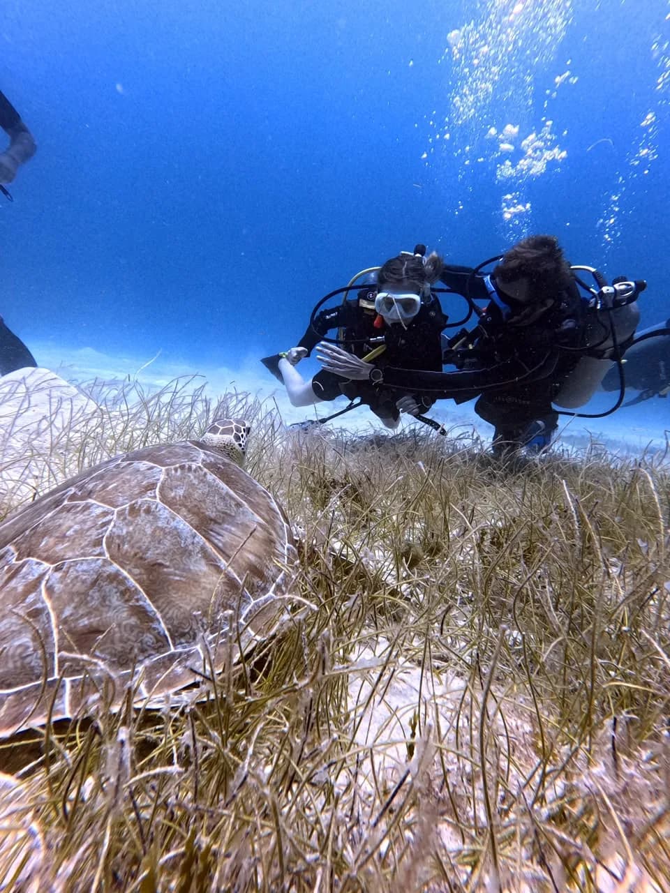 Two divers with a green turtle on the seagrass