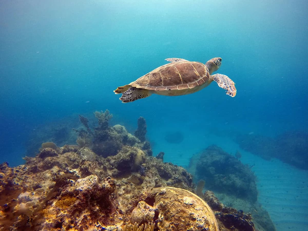 Turtle swimming over the coral