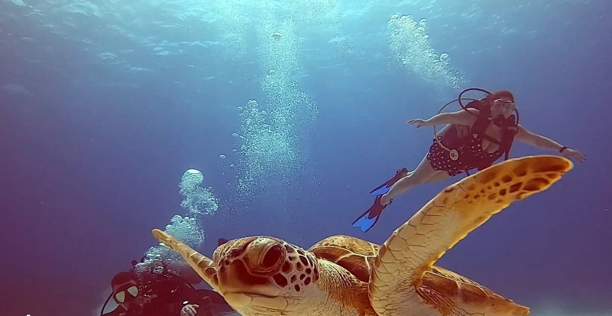 Two turtles over the reef