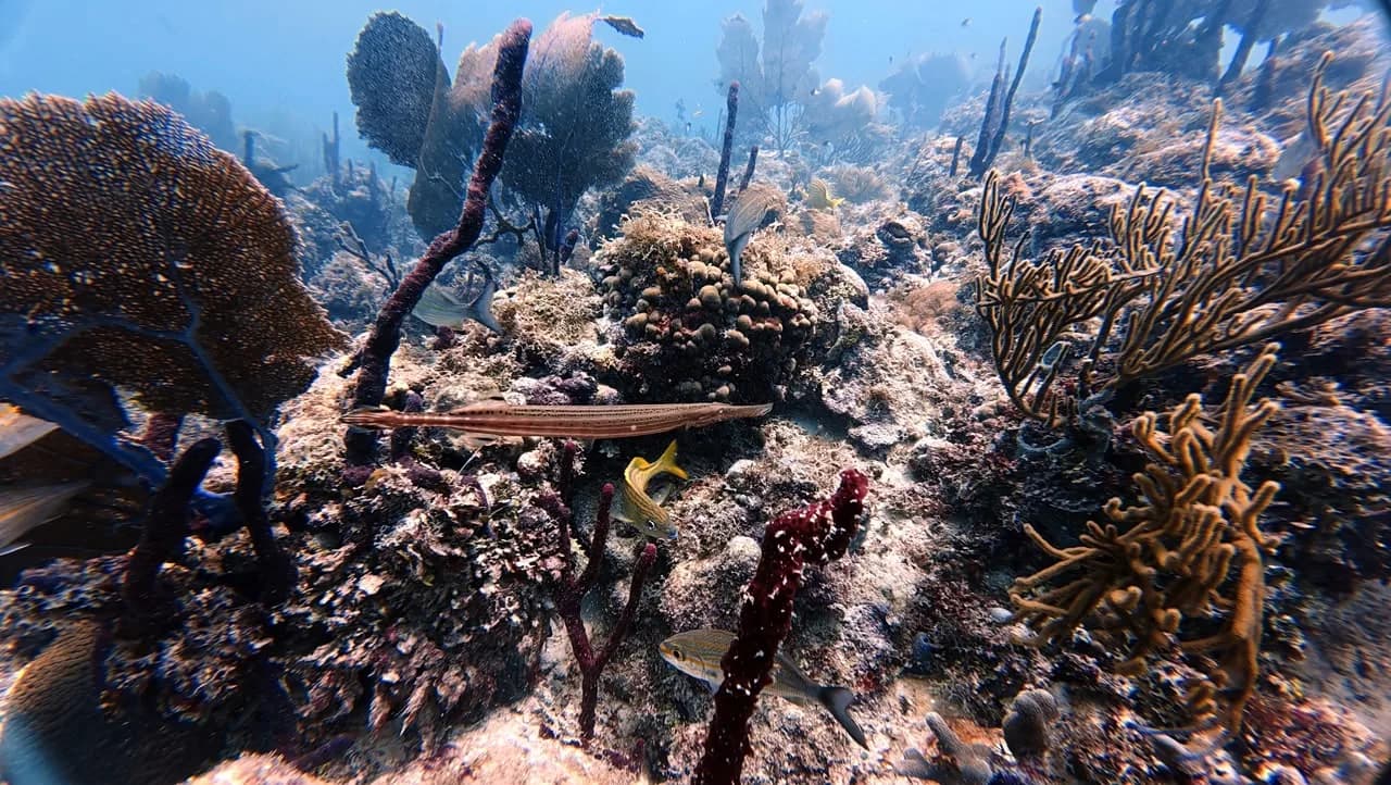 Sea fans and sponges on the shallow reef