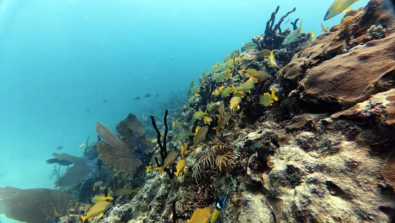 The shallow reef in turquoise water