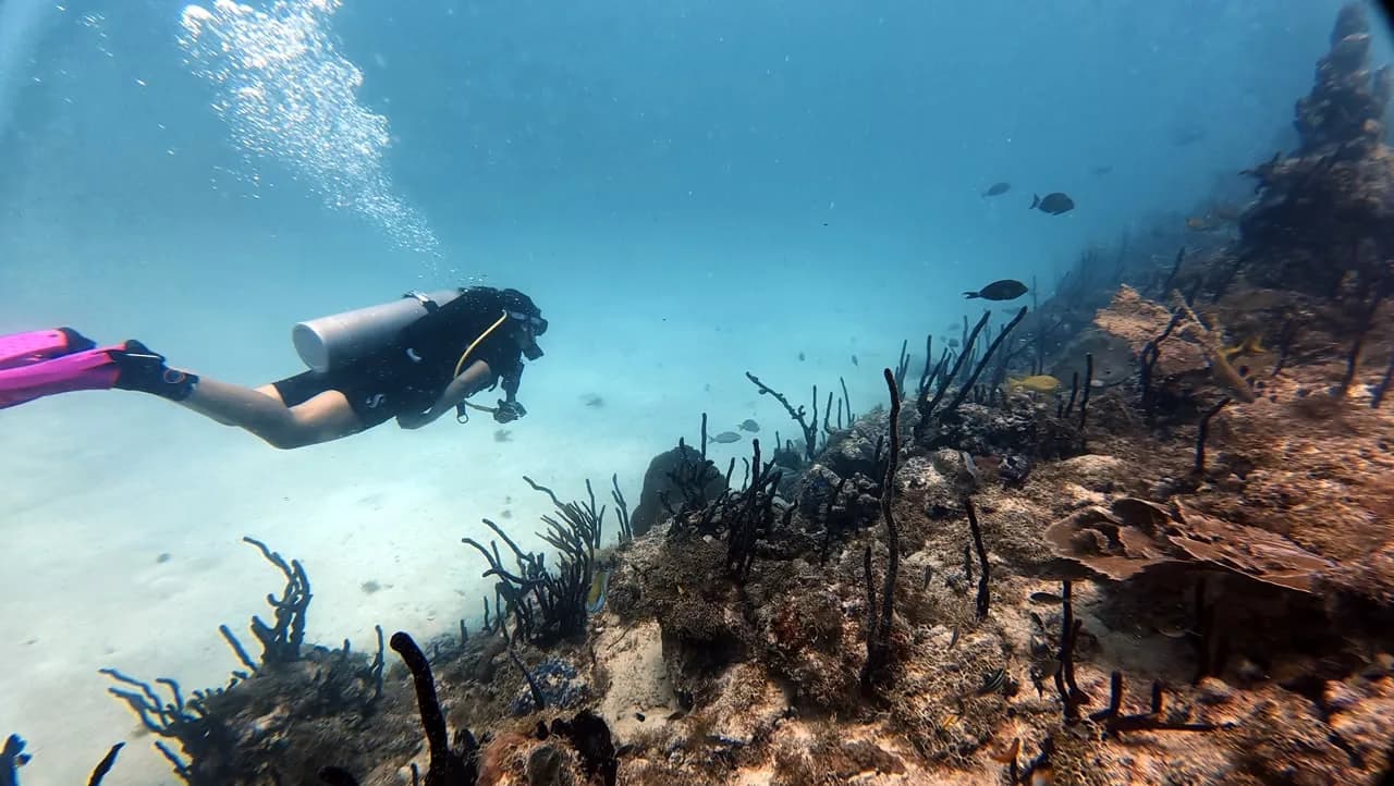 A diver swimming in clear water