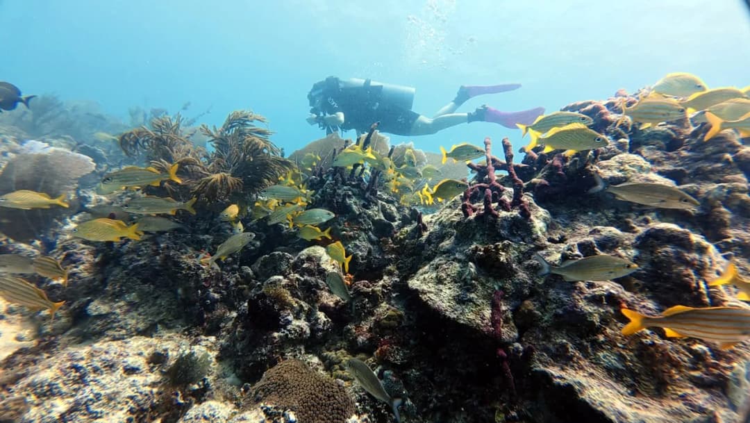 Divers over the shallow reef