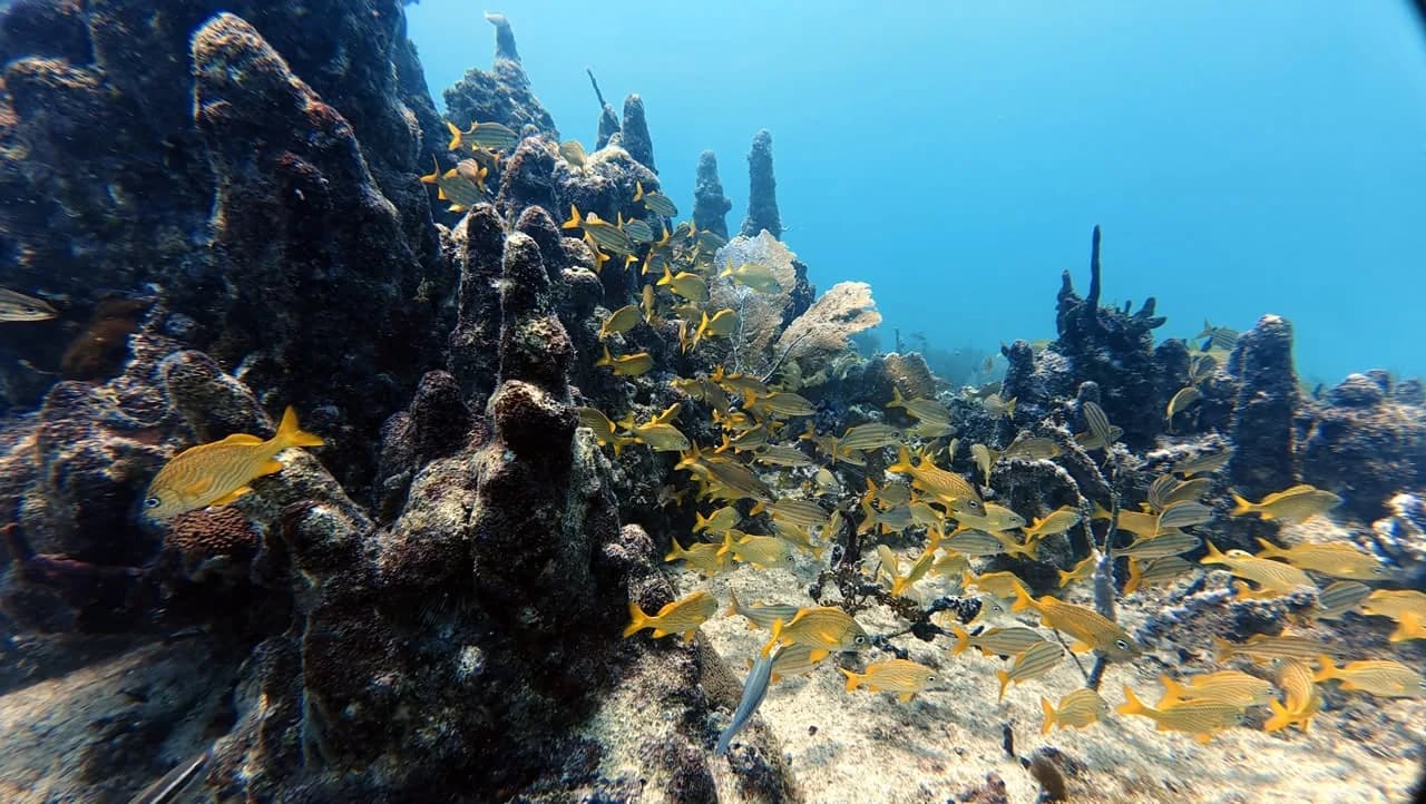 A shoal of grunts over the reef