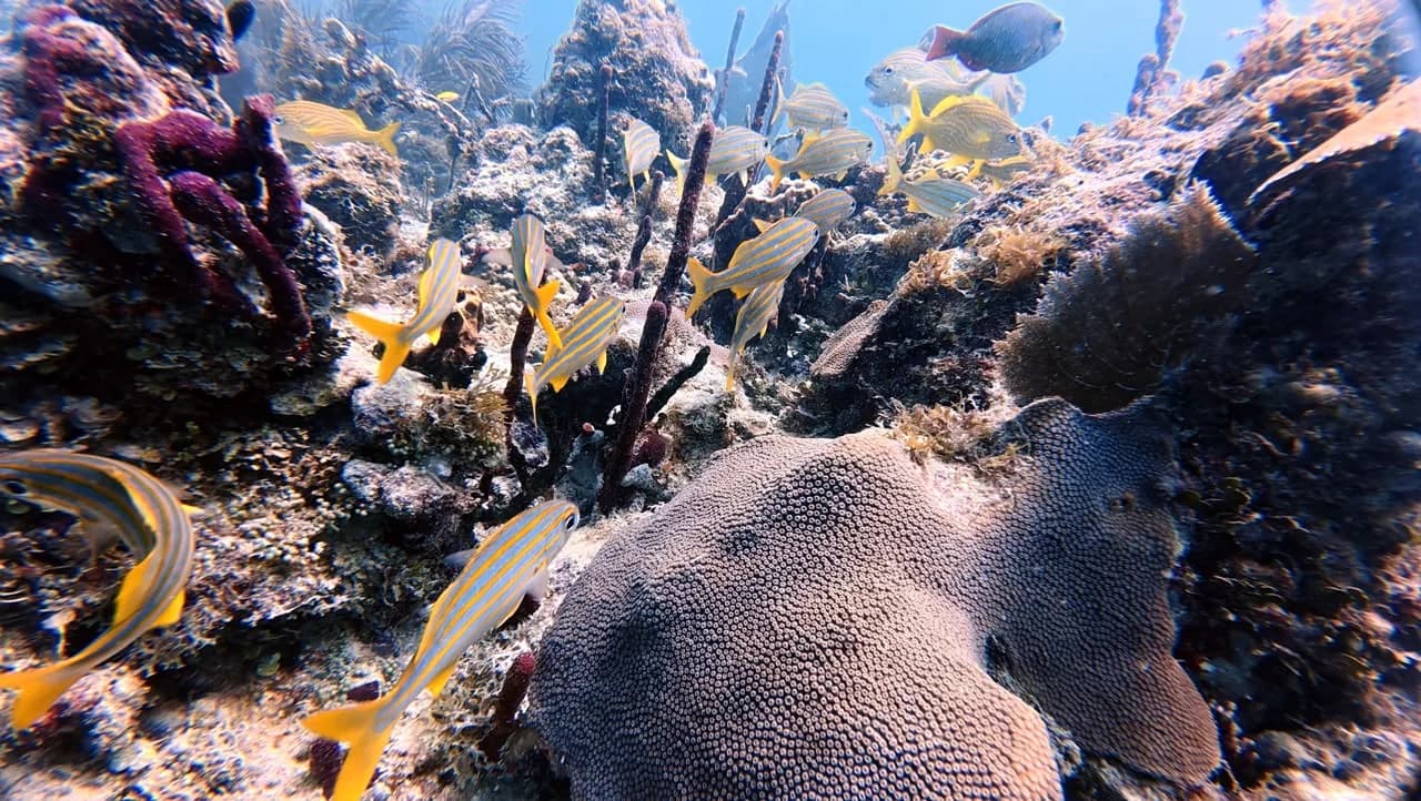 Brain coral at Viva Shallow