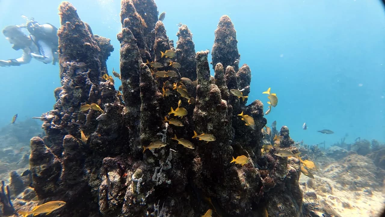 Pillar coral rising off the reef