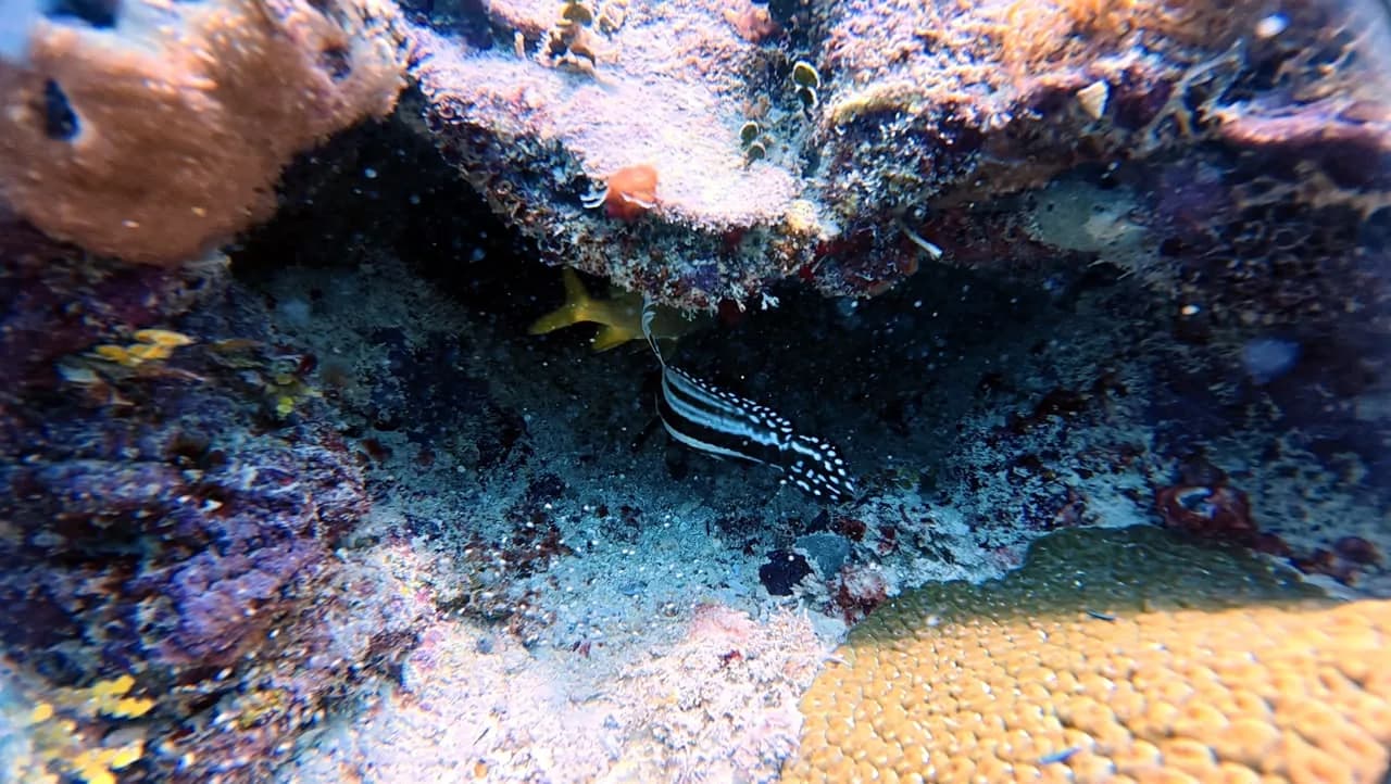 A moray eel among the coral