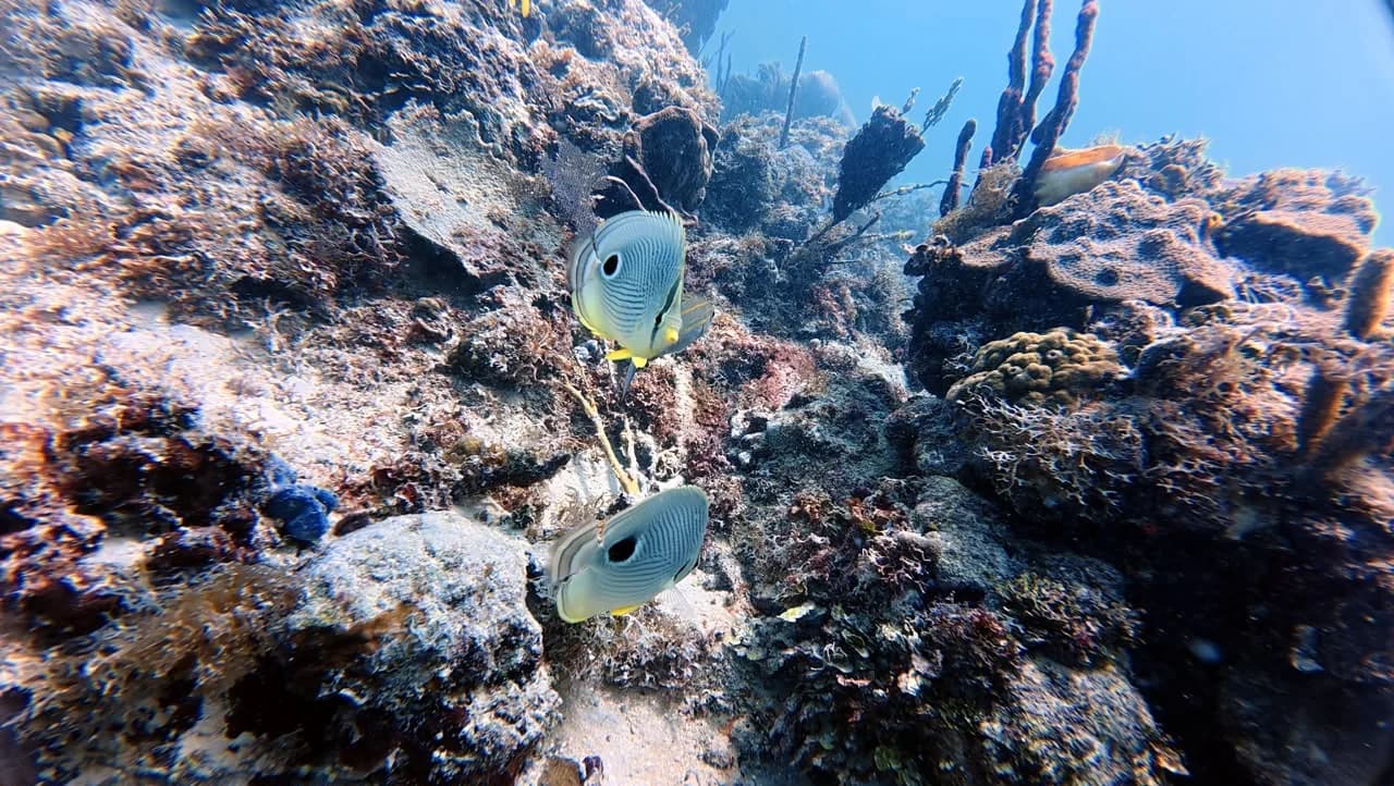 An angelfish over the coral