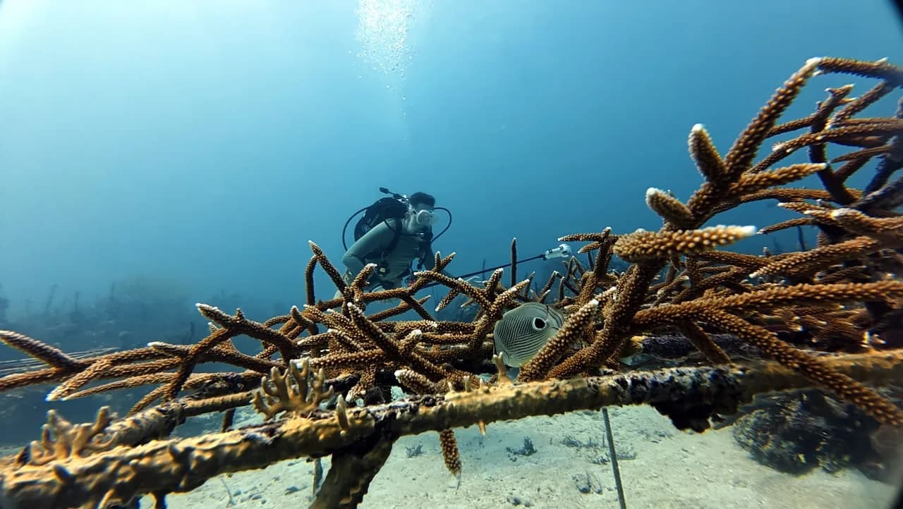 Divers at the coral nursery