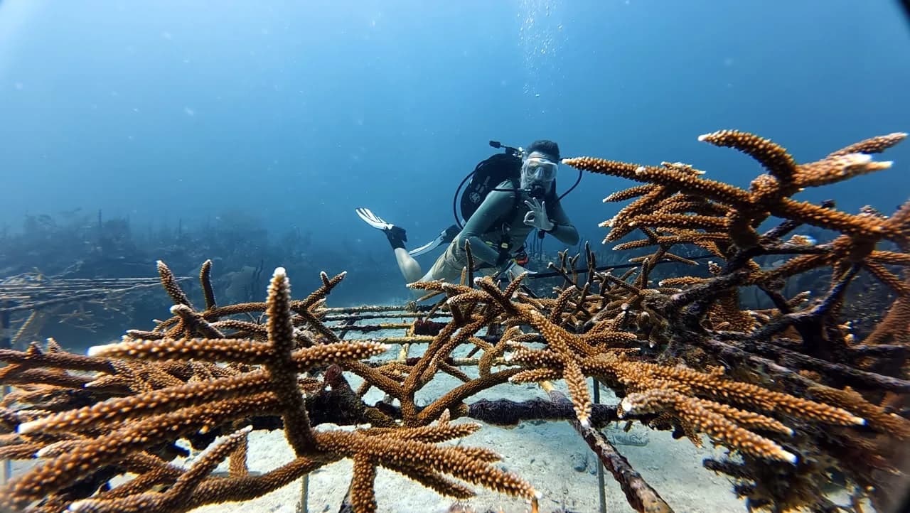 The staghorn coral nursery